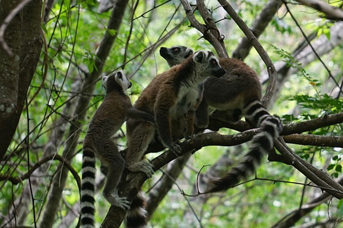 Enjoy Madagascar's nature and wildlife